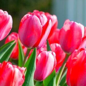 Meet your Posher, Tulip